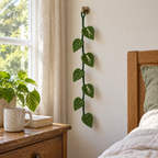 A green Pothos crochet vine with broad leaves and cream centre streaks hanging beside a bedroom window above a bedside table.